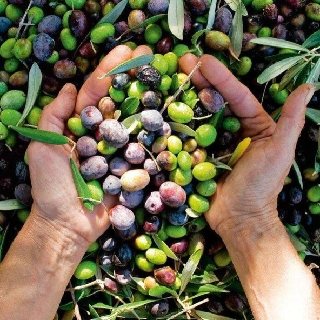 Soğuk Sıkım Zeytinyağı 1 L